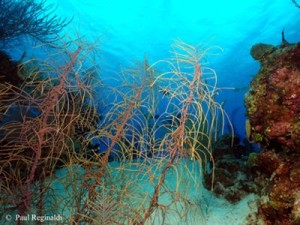 Gorgonians Sea Plumes