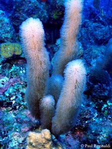 Fuzzy soft coral