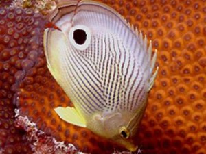Four-eyed Butterflyfish