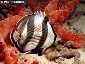 Banded Butterflyfish