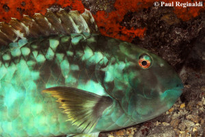 Parrotfish Sleeping at Night