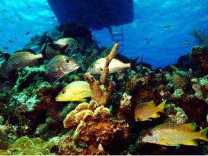 Dive Boot Reef
