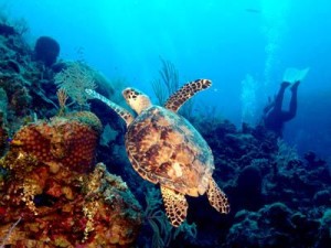 Turtle & Diver
