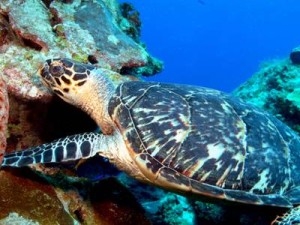 Turtle Eating Coral