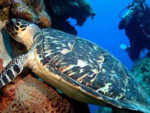 Turtle Eating Coral