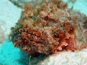 Spotted Scorpionfish Close-up