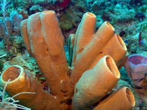 Brown Sponge Tubes