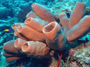 Giant Tube Sponges