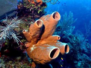 Large Tube Sponges