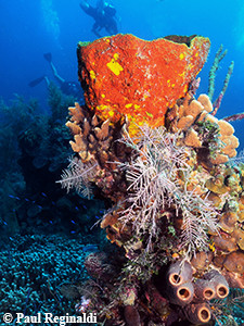 Unique Coral Formation