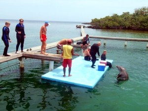 Meeting the Dolphins