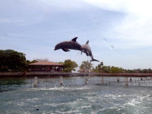 Dolphins at Anthony's Key Resort