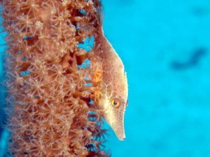 Slender Filefish