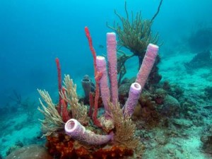 Long Purple Tube Sponges