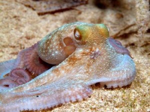 Octopus Showing Arms