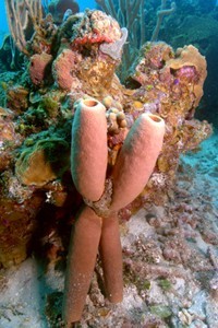 Four Tube Sponges