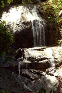 Waterfall in Rain Forest