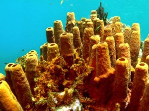 Yellow Tube Sponges